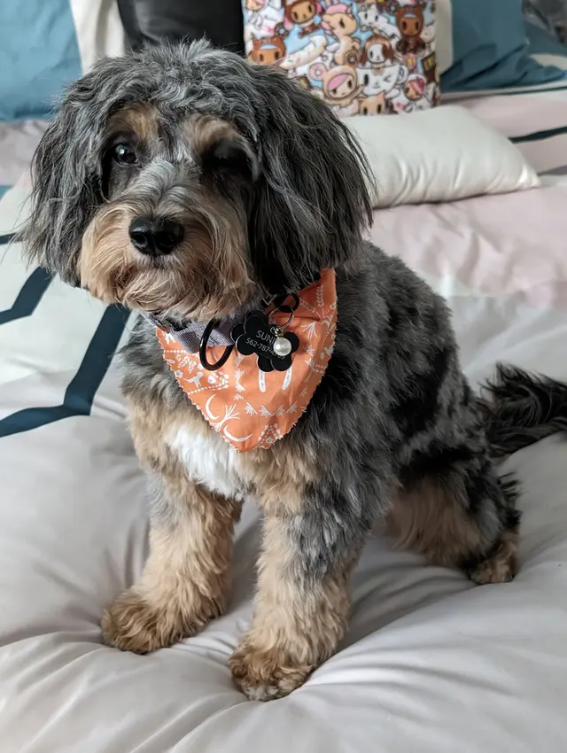 MVP Dog Grooming — customer photo 4