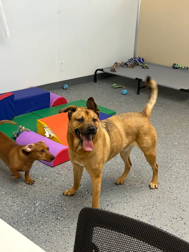 MVP Dog Grooming — customer photo 2