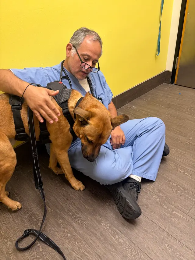 MVP Dog Grooming — customer photo 12