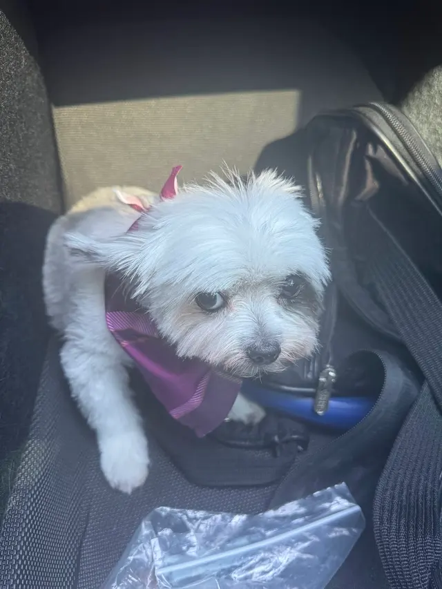 Customer photo of work by MVP Dog Grooming, from Christine Le's review