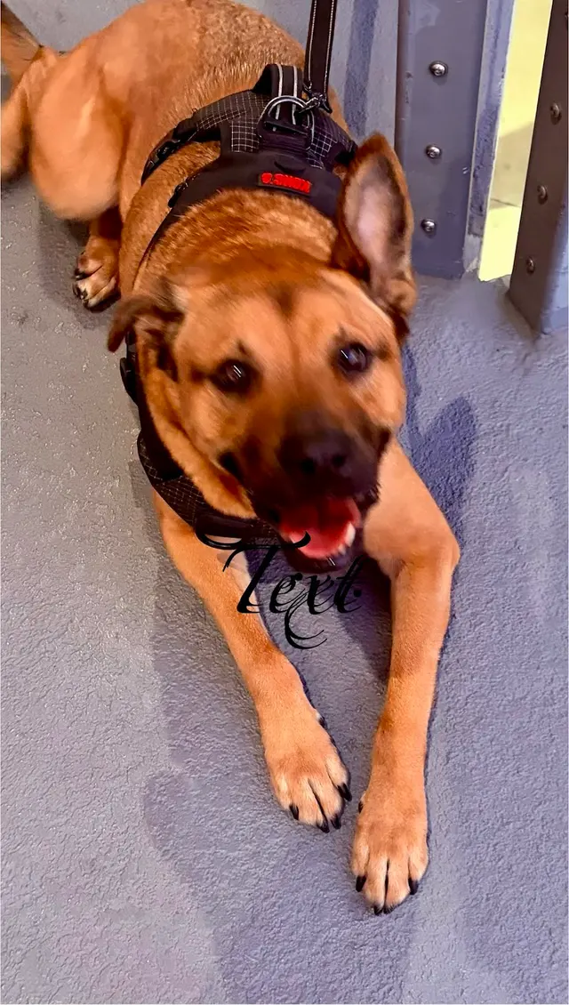 MVP Dog Grooming — customer photo 10