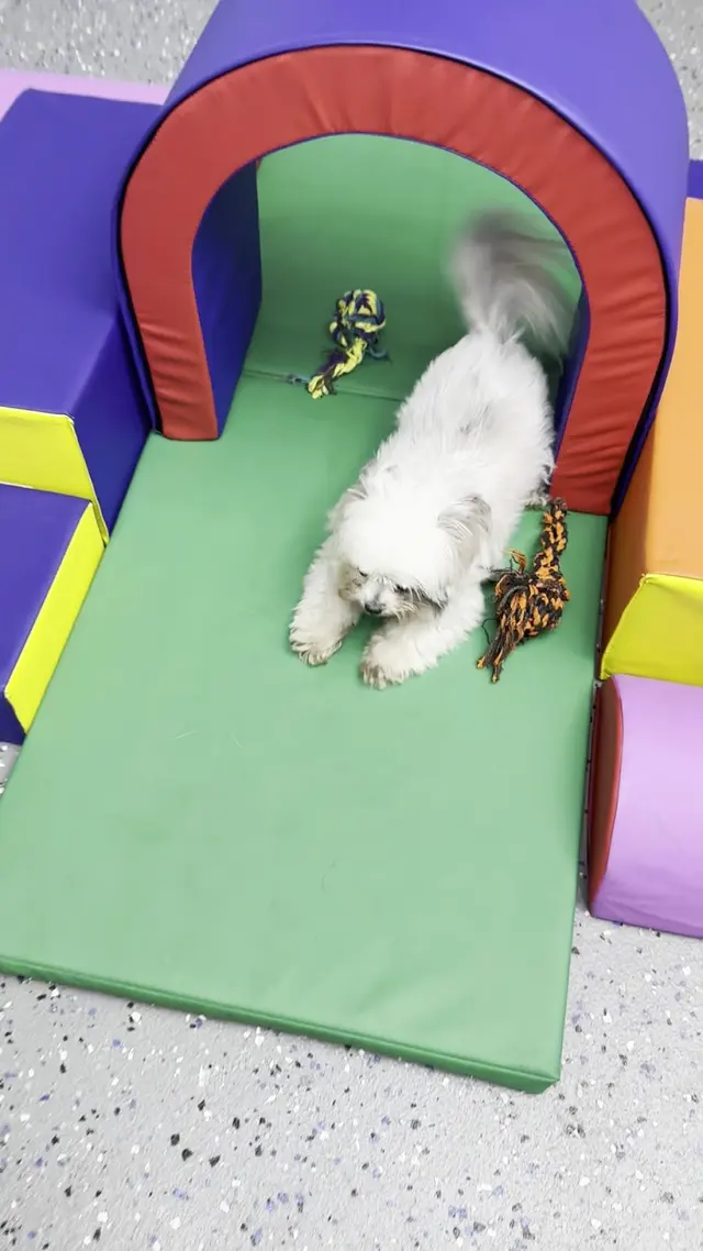 Customer photo of work by MVP Dog Grooming, from Christine Le's review