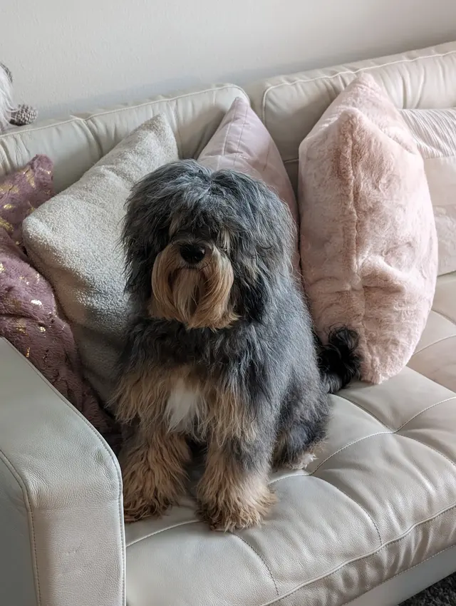MVP Dog Grooming — customer photo 5
