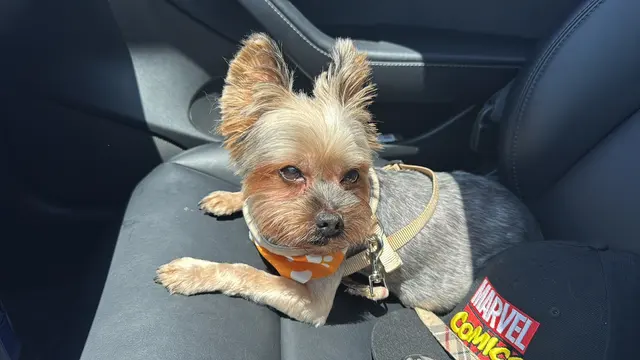 Customer photo of work by MVP Dog Grooming, from Christine Le's review