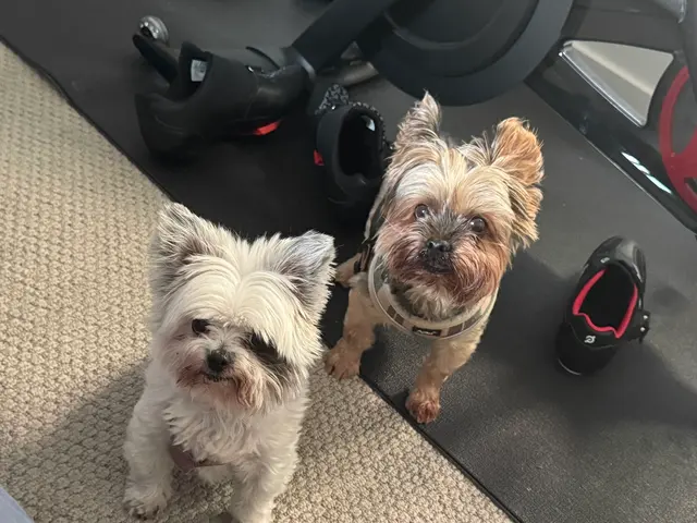 MVP Dog Grooming — customer photo 1
