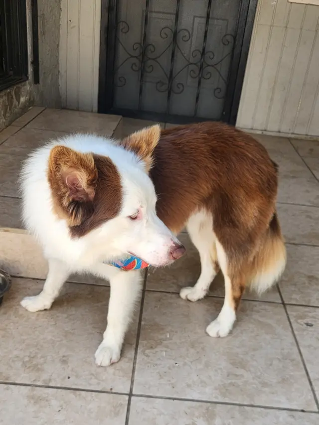MVP Dog Grooming — customer photo 11