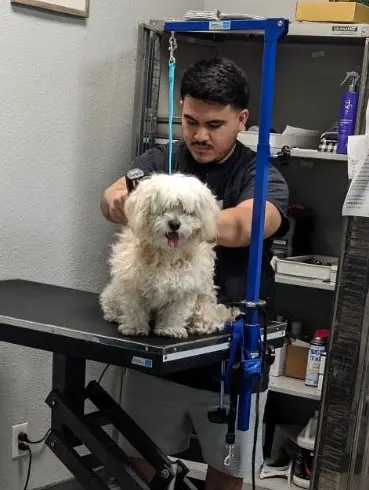 MVP Dog Grooming — customer photo 7