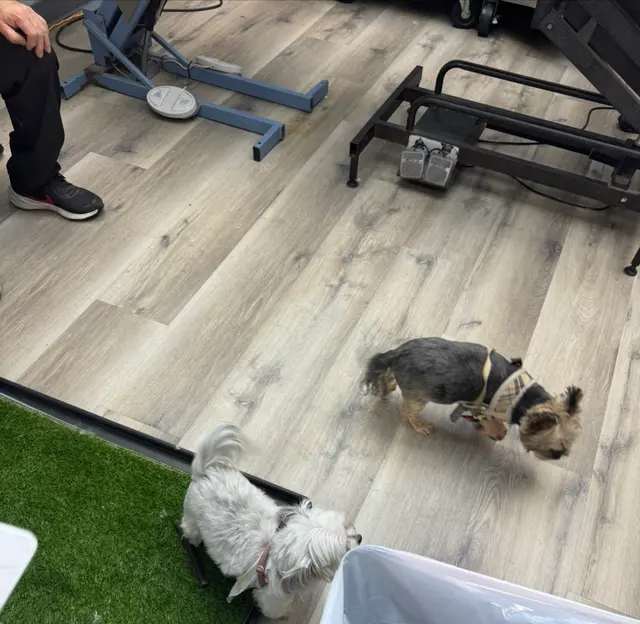 MVP Dog Grooming — customer photo 8