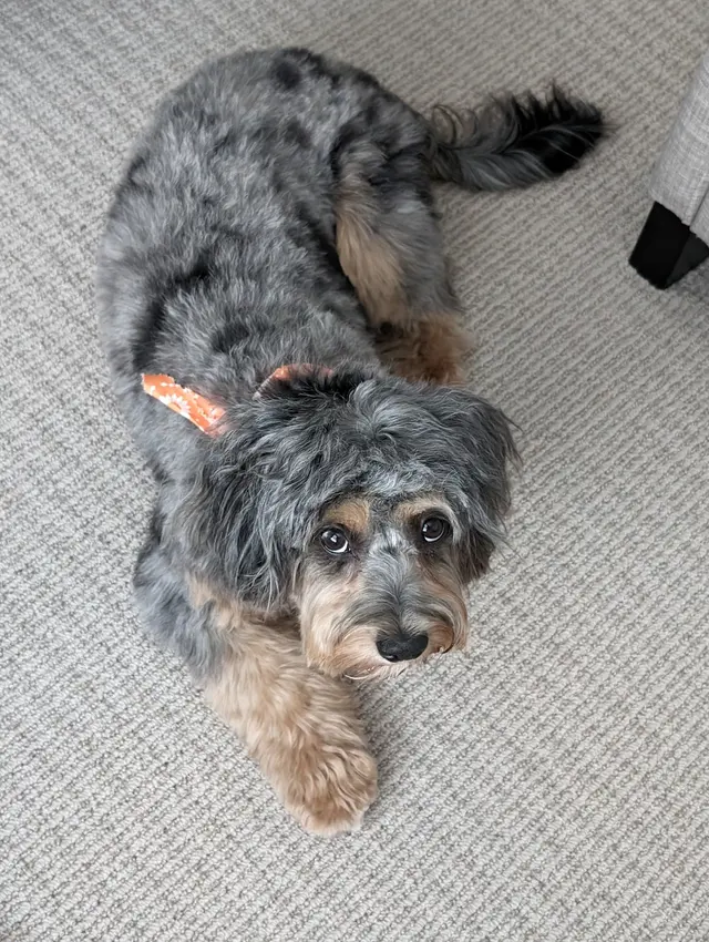 MVP Dog Grooming — customer photo 3