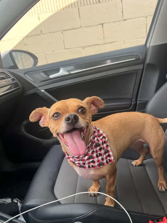 MVP Dog Grooming — customer photo 6