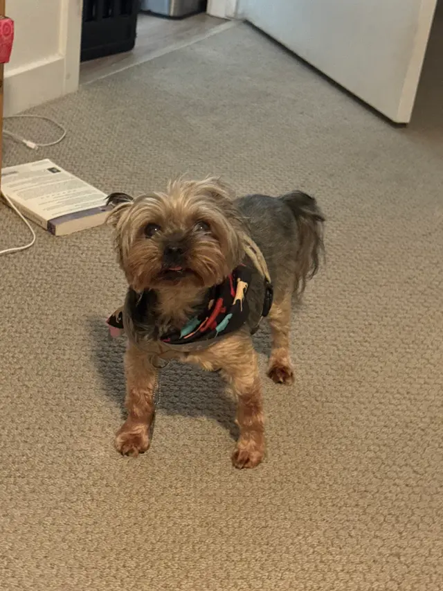 Customer photo of work by MVP Dog Grooming, from Christine Le's review