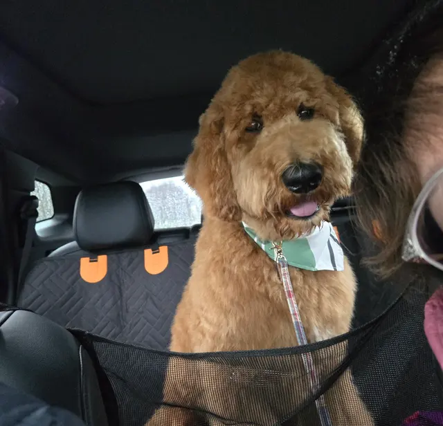 MVP Dog Grooming — customer photo 9