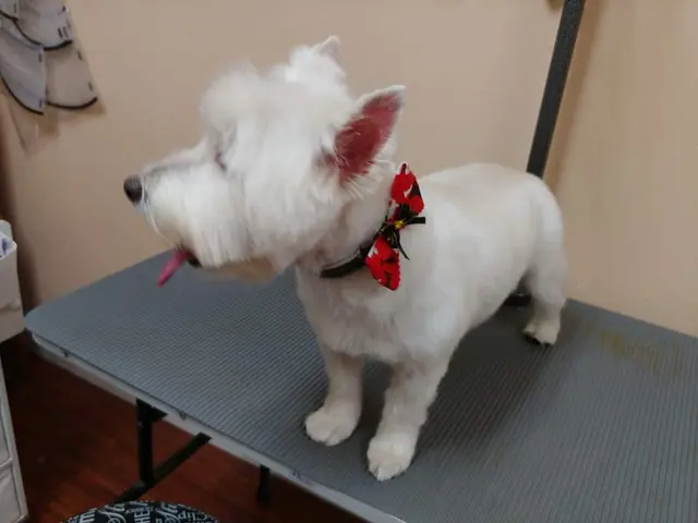 City Dog Pet Grooming — customer photo 10