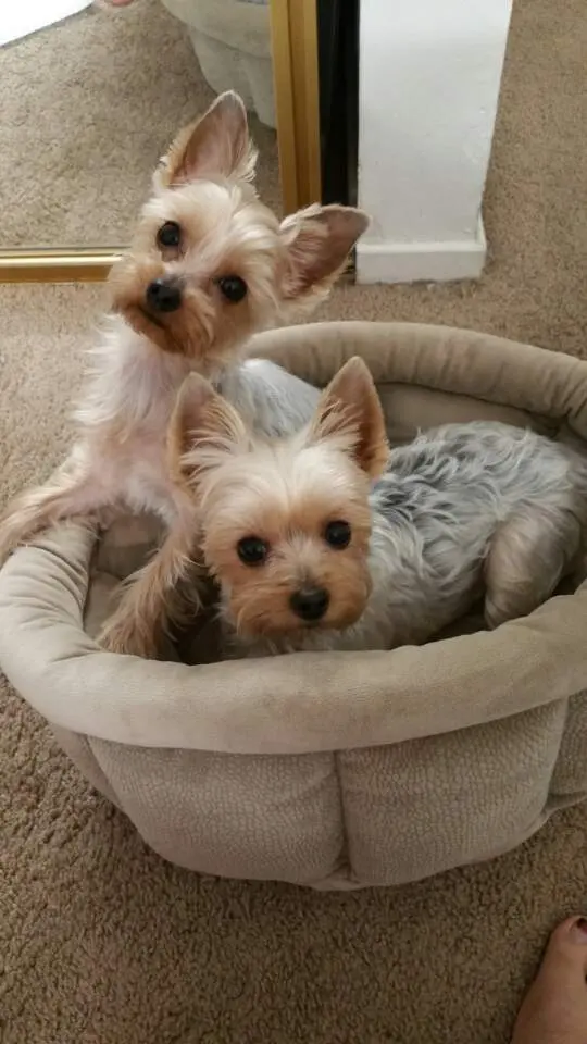 City Dog Pet Grooming — customer photo 2
