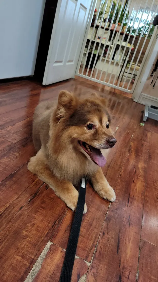 City Dog Pet Grooming — customer photo 3