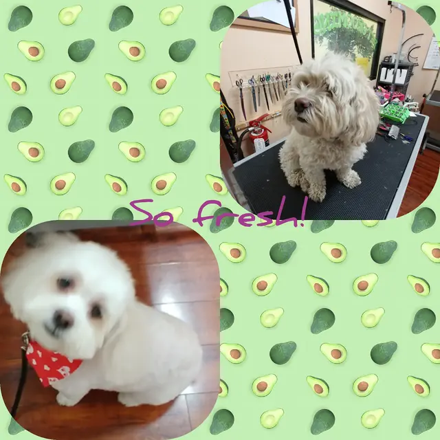 City Dog Pet Grooming — customer photo 9