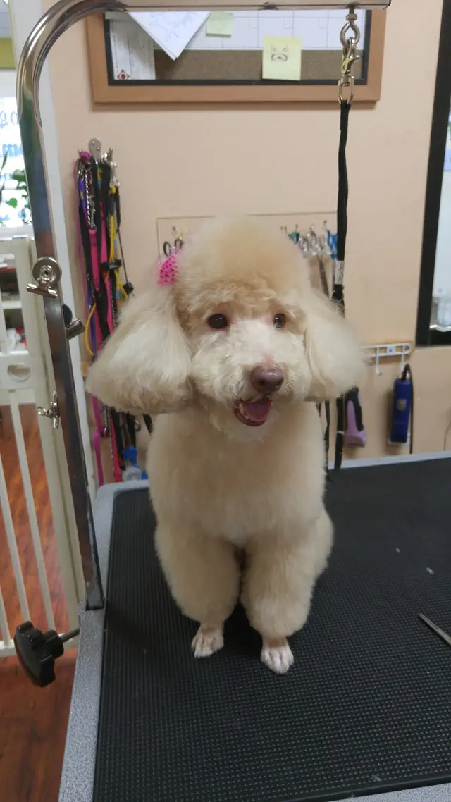 City Dog Pet Grooming — customer photo 8