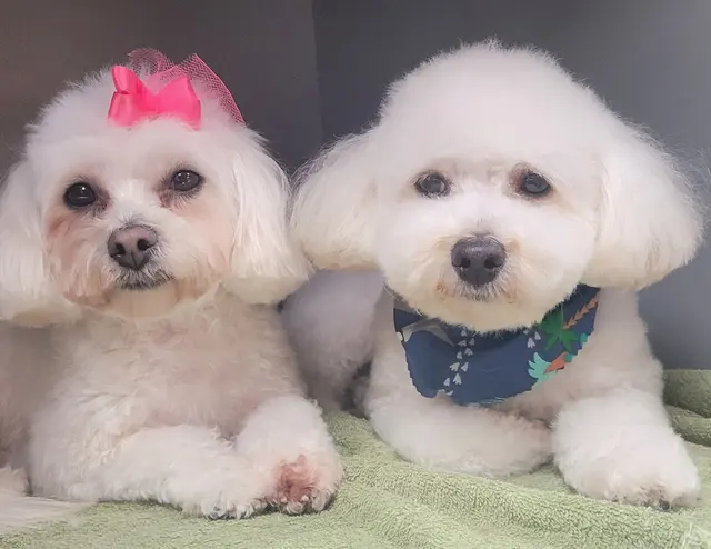 City Dog Pet Grooming — customer photo 4