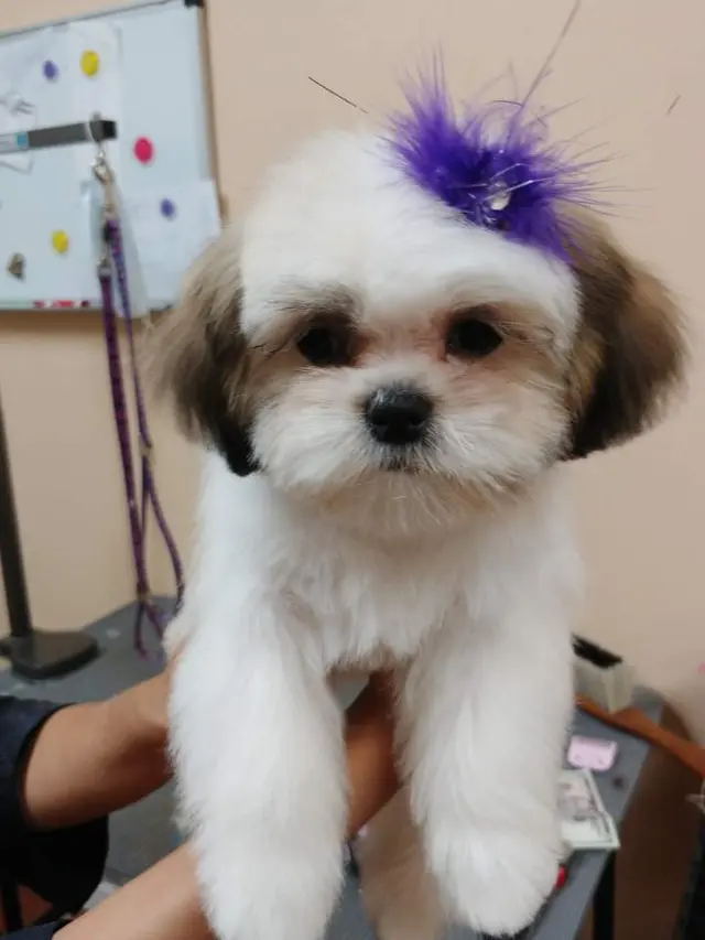 City Dog Pet Grooming — customer photo 6
