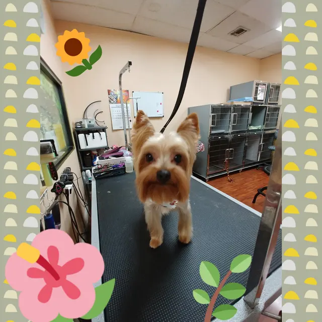 City Dog Pet Grooming — customer photo 7
