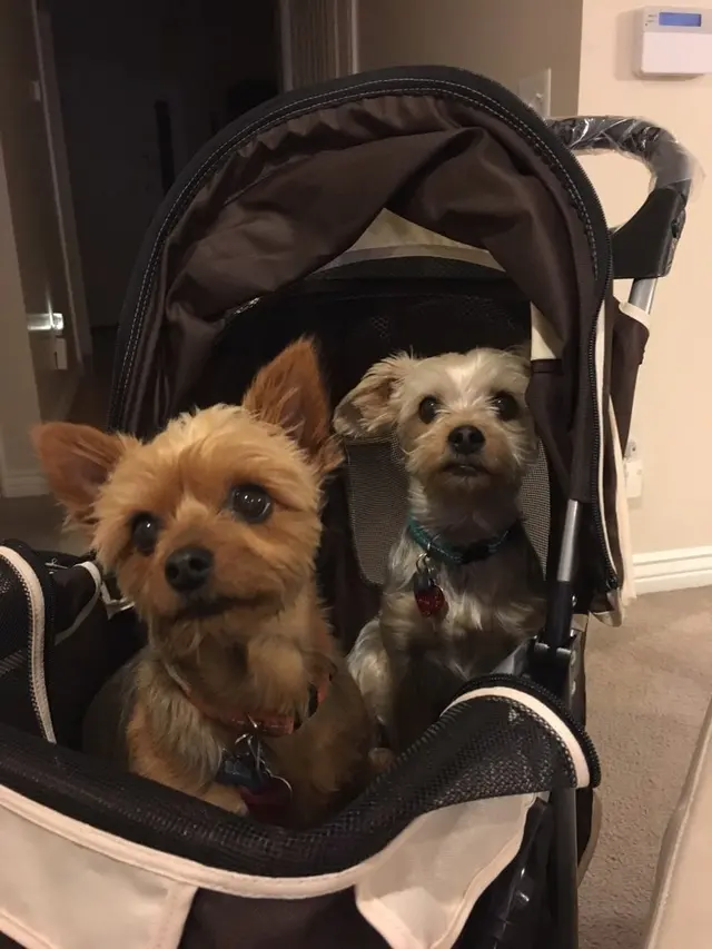 City Dog Pet Grooming — customer photo 11