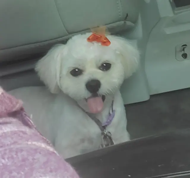 City Dog Pet Grooming — customer photo 5