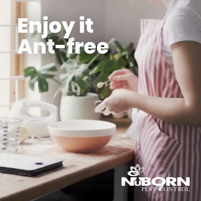 NuBorn Pest Control — photo from the business 2
