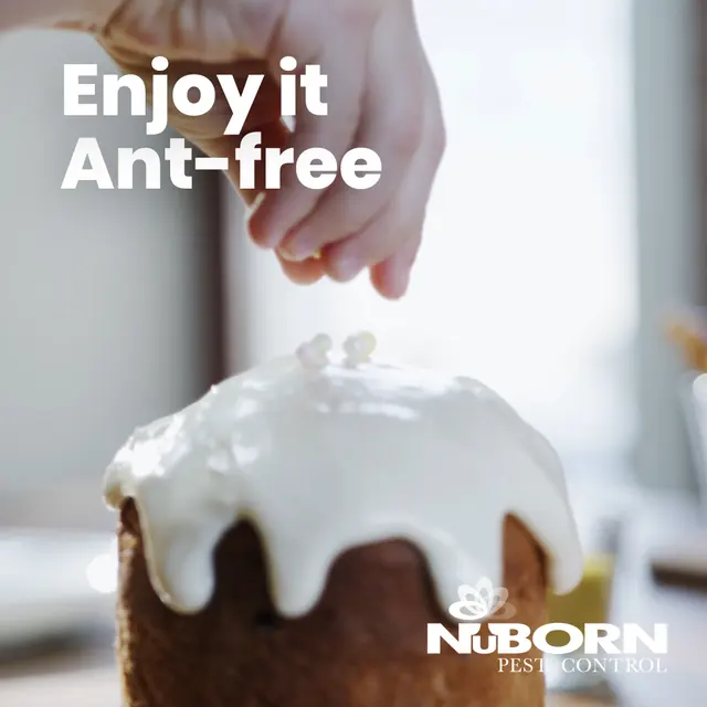 NuBorn Pest Control — photo from the business 3