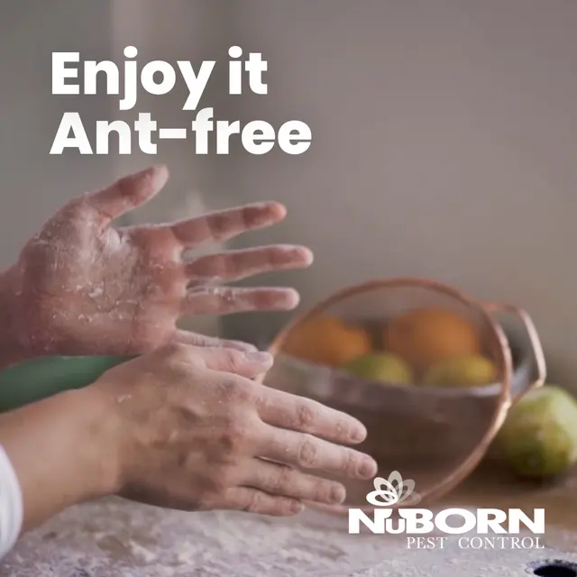 NuBorn Pest Control — photo from the business 4
