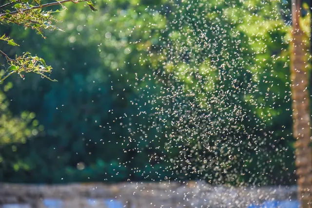 Mosquito Squad of Southern Westchester & Rockland County — photo from the business 9