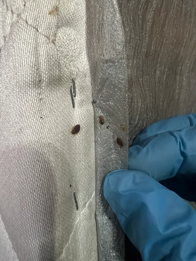 Mount Vernon Exterminator At Last Pest Control — photo from the business 8