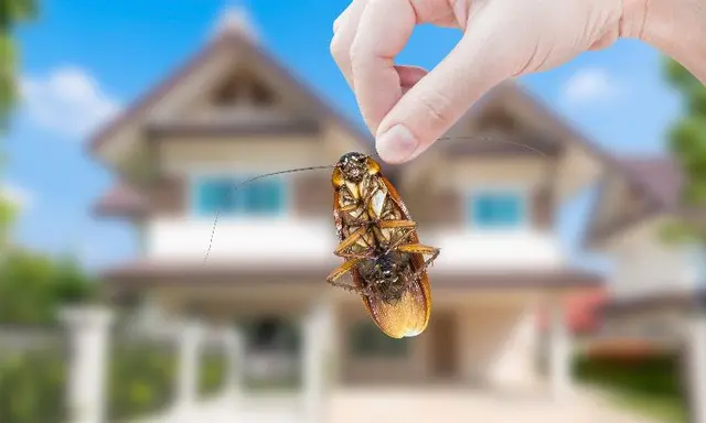 Mount Vernon Exterminator At Last Pest Control — photo from the business 2