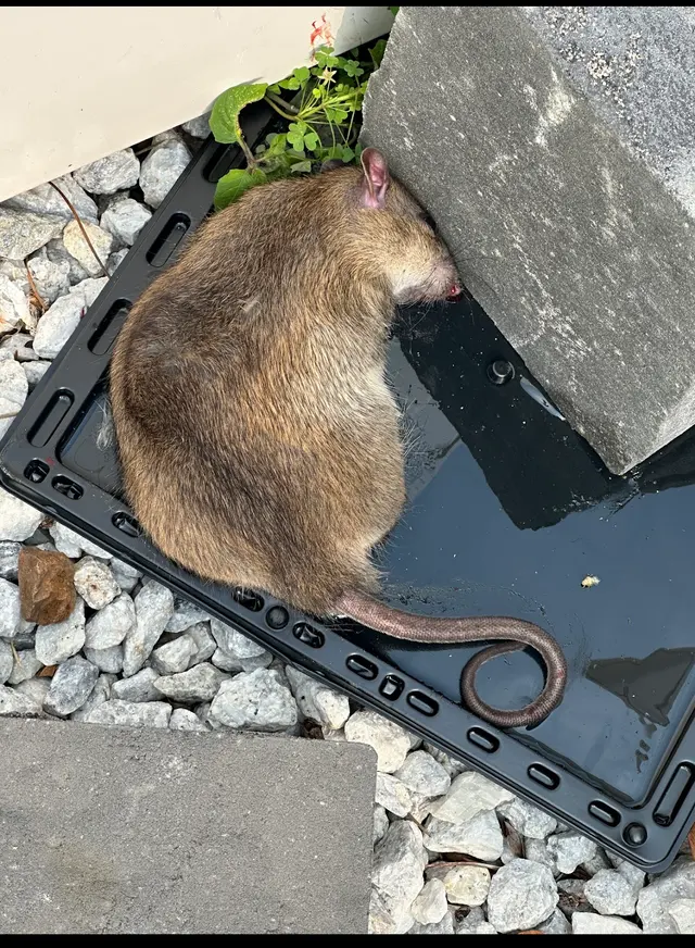Mount Vernon Exterminator At Last Pest Control — photo from the business 7