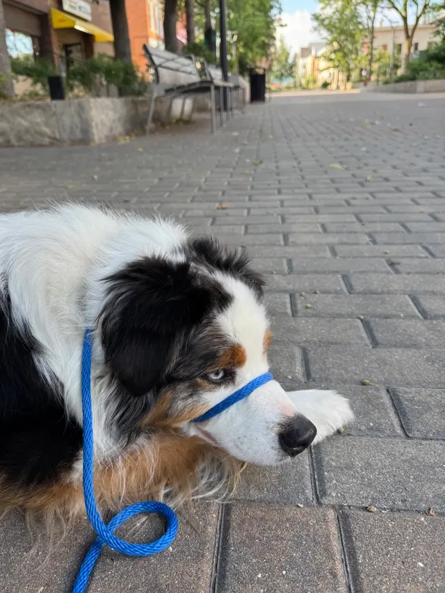 Pack AMO — customer photo 1