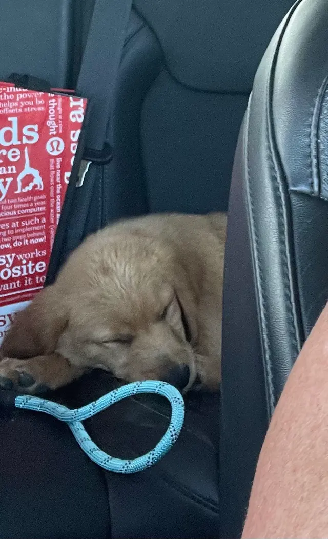 Clear Creek Dog Resort — customer photo 6