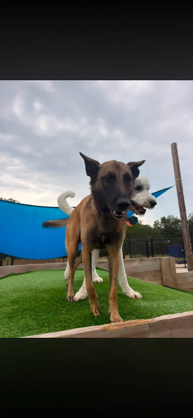 Clear Creek Dog Resort — customer photo 5