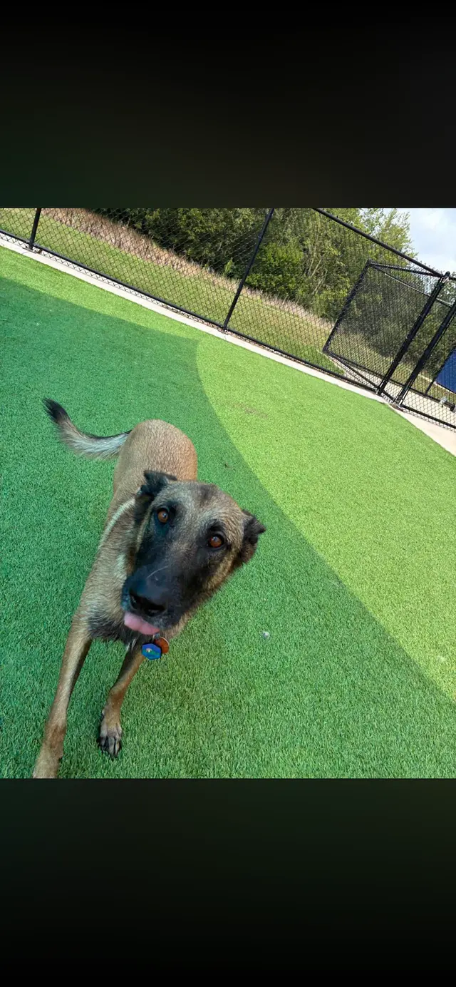 Clear Creek Dog Resort — customer photo 4