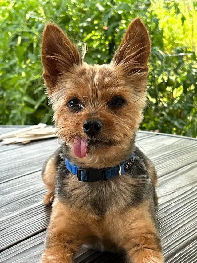 Lucky Pawz North Liberty — customer photo 10