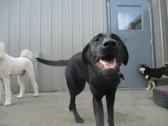 Lucky Pawz North Liberty — customer photo 6
