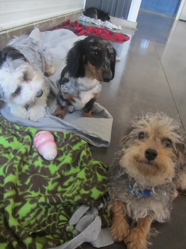 Lucky Pawz North Liberty — customer photo 12