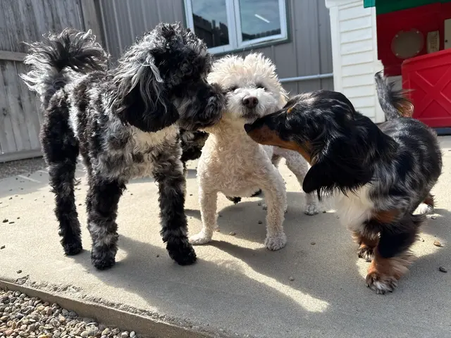 Lucky Pawz North Liberty — customer photo 1