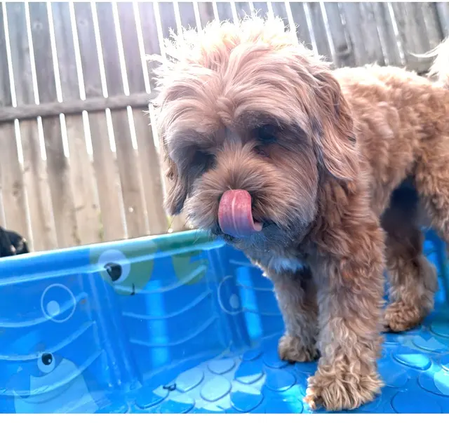 Lucky Pawz North Liberty — customer photo 2