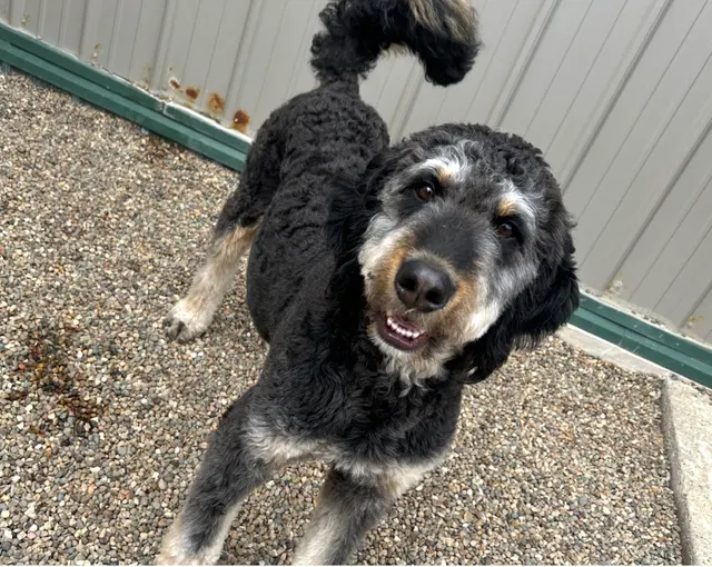 Lucky Pawz North Liberty — customer photo 11