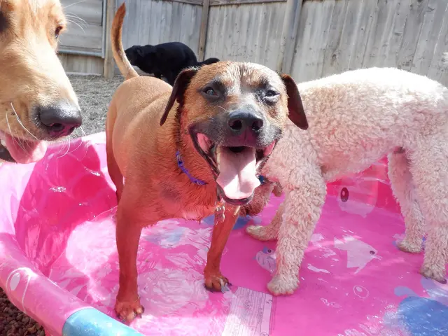 Lucky Pawz North Liberty — customer photo 7