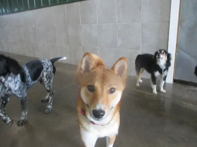 Lucky Pawz North Liberty — customer photo 4