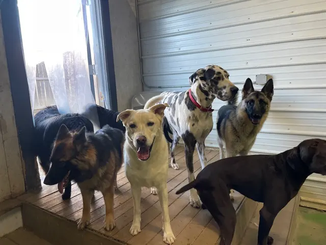Lucky Pawz North Liberty — customer photo 8