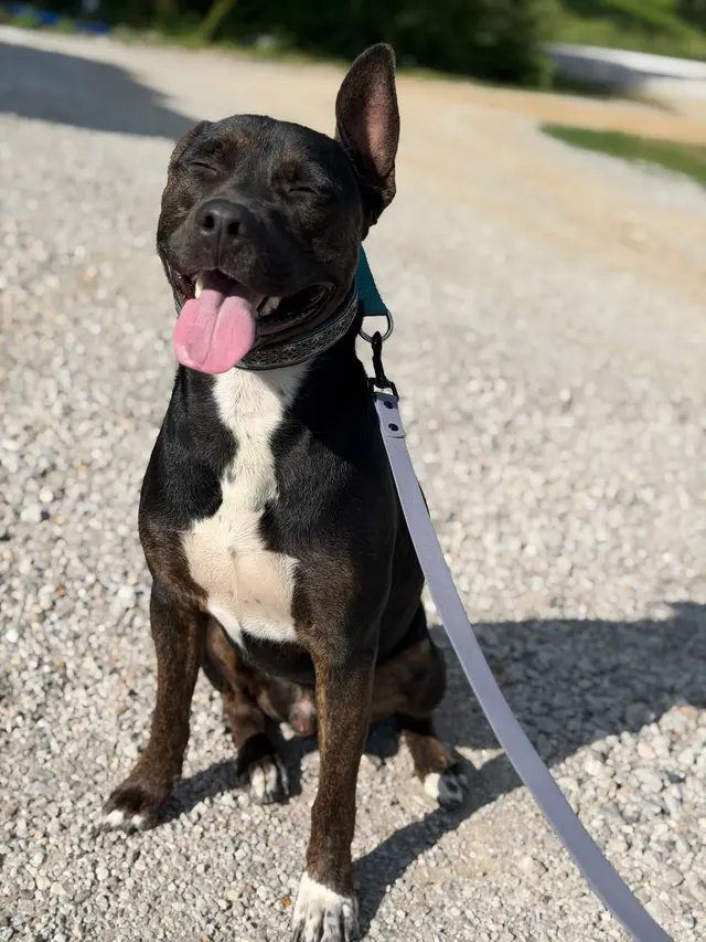 Knallhart Kennels & Training Academy — customer photo 11