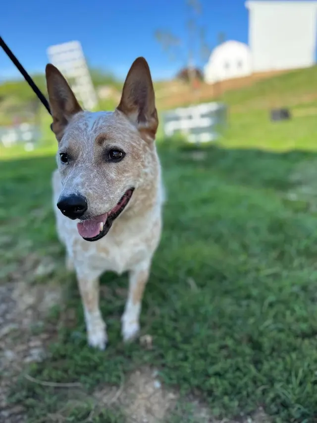 Knallhart Kennels & Training Academy — customer photo 6
