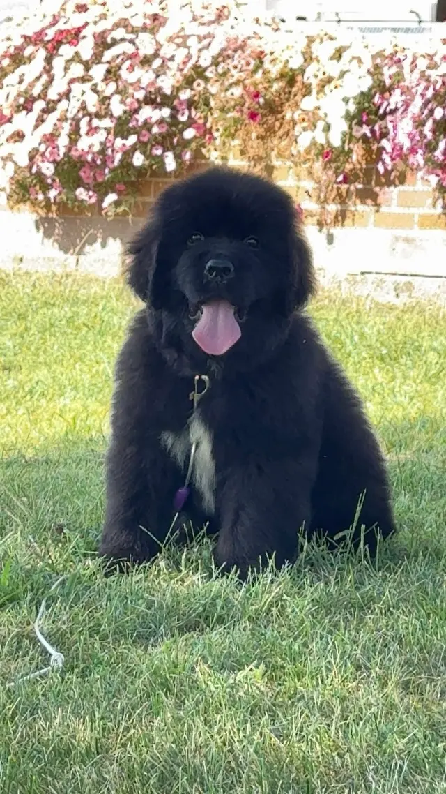 Knallhart Kennels & Training Academy — customer photo 1