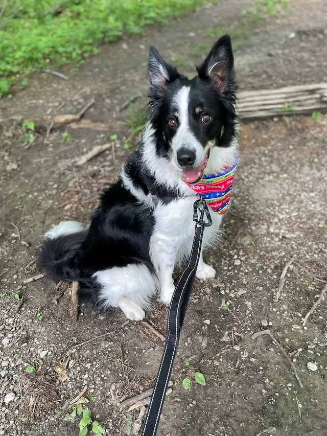 Knallhart Kennels & Training Academy — customer photo 3